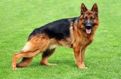 Alman-Kurdu-Undo-von-Petworld.jpg