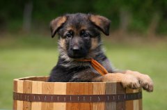 cute-german-shepherd-puppy-photos.jpg