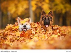 deutsche-schaeferhunde-herbst-800x600.jpg