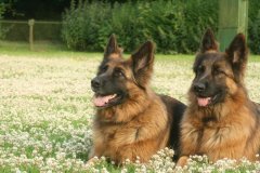 deutsche-schaeferhunde-machen-trainings-pause-3f89639a-4f59-4328-b0c7-36a73670fcc7.jpg