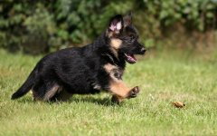 german-shepherd-11.jpg