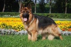 german-shepherd-dog-in-the-garden.jpg